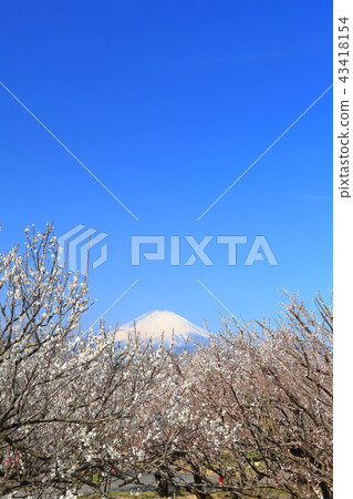 Soga Meirin和Fuji Enzo 43418154