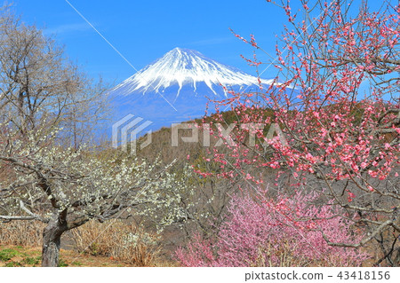 Iwamotoyama Park Baien和富士山 43418156