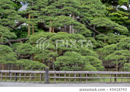 三百年的松樹 三百年的松樹 43418743