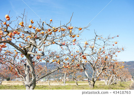 The vineyards of Kinmi-cho, Gunma-cho, Date County, Fukushima Prefecture, where the taste of autumn grows, are filled with clear autumn sky. 43418763