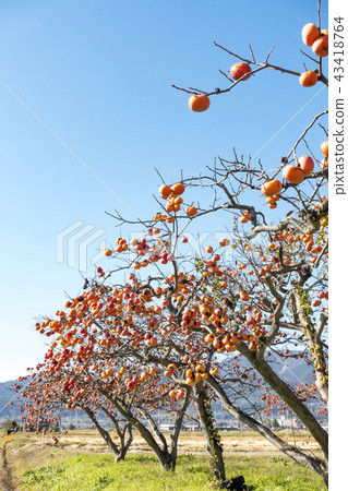 The vineyards of Kinmi-cho, Gunma-cho, Date County, Fukushima Prefecture, where the taste of autumn grows, are filled with clear autumn sky. 43418764