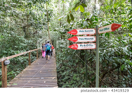 Tourist waking on board trail into Mulu Tourist waking on board trail into Mulu 43419329