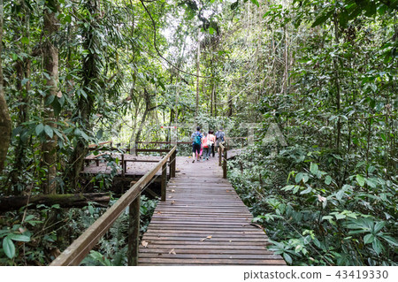 Tourist waking on board trail into Mulu Park 43419330