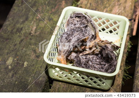 Freshly harvested unprocessed swiflet bird nest 43419373