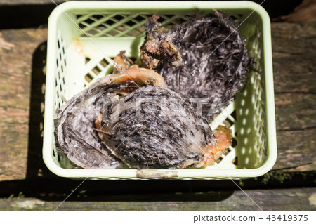 Freshly harvested unprocessed swiflet bird nest 43419375