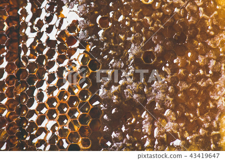 Natural bee honeycomb texture, wallpaper and background 43419647