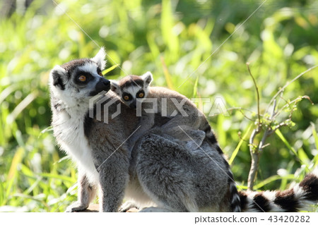Wolverine lemur Wolverine lemur 43420282