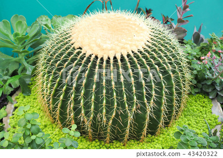 beautiful big green cactus in garden beautiful big green cactus in garden 43420322