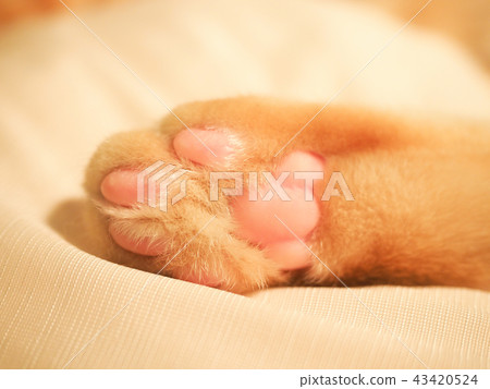 Sleepy kitten's meat ball Sleepy kitten's meat ball 43420524