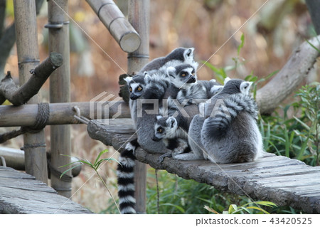 Wolverine lemur 43420525