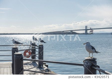 Sea lions flying on the aquamarine park seaside deck where the symbol Onahama Marine Bridge of Onahama Port can be seen Sea lions flying on the aquamarine park seaside deck where the symbol Onahama Marine Bridge of Onahama Port can be seen 43420571