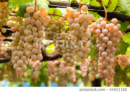 葡萄狩獵Koshu 葡萄狩獵Koshu 43421188