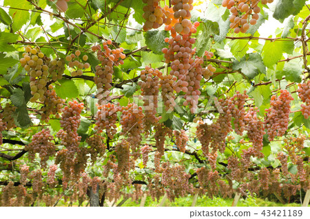 葡萄狩獵Koshu 葡萄狩獵Koshu 43421189