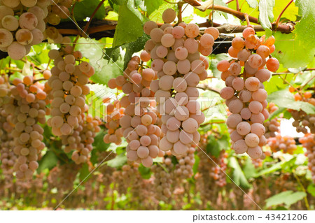葡萄狩獵Koshu 葡萄狩獵Koshu 43421206