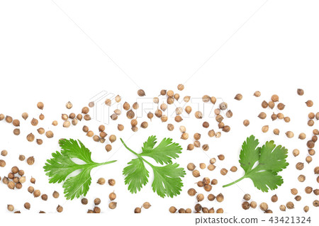 coriander seed and leaves isolated on white background with copy space for your text. Top view. Flat 43421324