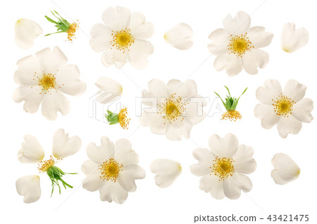 Rosehip flower isolated on white background close up 43421475