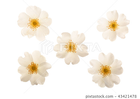 Rosehip flower isolated on white background close up Rosehip flower isolated on white background close up 43421478
