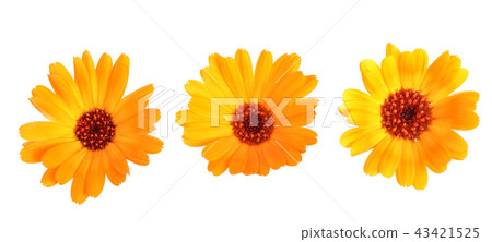 Calendula. Marigold flower isolated on white background 43421525