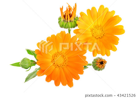 Calendula. Marigold flower isolated on white background 43421526