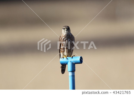 蛾的雌性 43421765