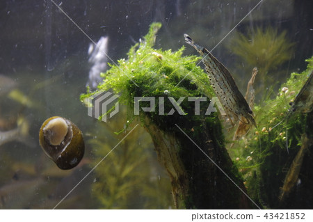 Yamatonuma蝦和牡蠣貽貝 43421852