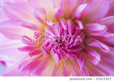 Dahlia Dahlia 43421927