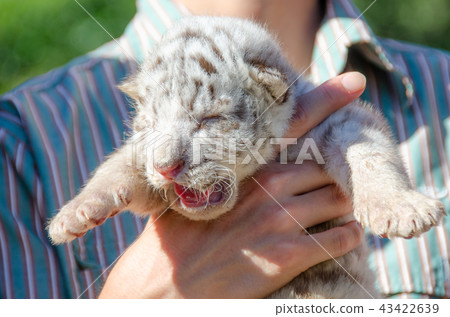 Baby white tiger of Izu animal kingdom Baby white tiger of Izu animal kingdom 43422639