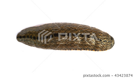 Leech isolated on white background Leech isolated on white background 43423874