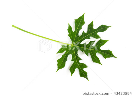 Papaya green Leaves isolated on white background. 43423894