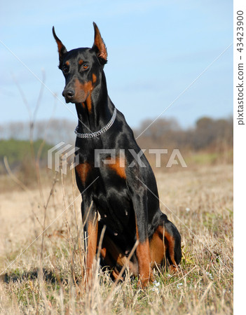 doberman in nature doberman in nature 43423900