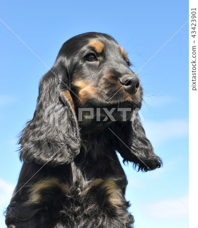 head of puppy cocker head of puppy cocker 43423901