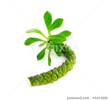 Ornamental Hemp Cacust on white background. Ornamental Hemp Cacust on white background. 43423906