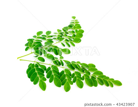 Moringa leaves, kelor isolated on white background Moringa leaves, kelor isolated on white background 43423907