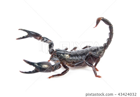scorpion on white background scorpion on white background 43424032