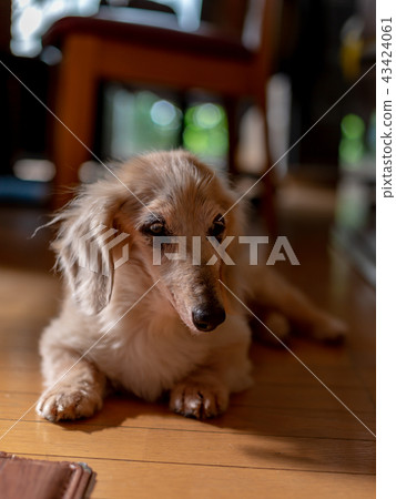 Old dog dachs Old dog dachs 43424061