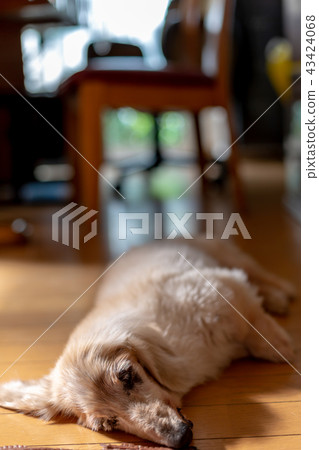 老狗達克斯 43424068