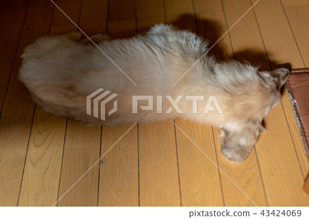 老狗Dax背面圖 43424069