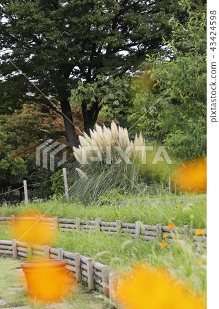 在木井波斯菊前面的秋天蒲葦草Bokeh 43424598