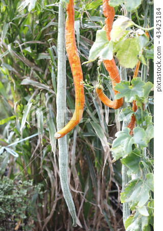 首先是秋天 43425184