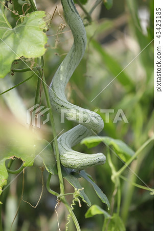 首先是秋天 首先是秋天 43425185