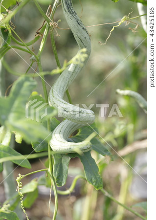 首先是秋天 43425186