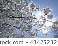 Cherry Blossoms	 43425232