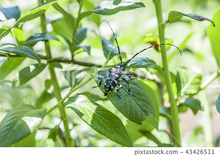 [Spotted beetle] 43426511