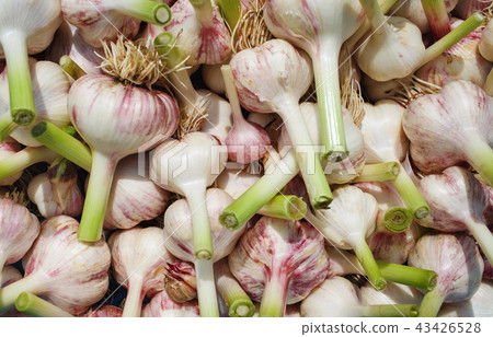 Fresh garlic bulbs 43426528