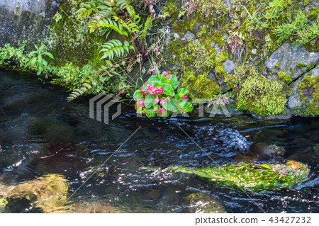 (Shizuoka Prefecture) Flow of Mishima Genbei River 43427232