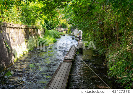 (Shizuoka Prefecture) Mishima Genbei river flow and boardwalk 43427278