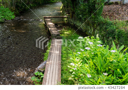 (Shizuoka Prefecture) Mishima Genbei river flow and boardwalk 43427284