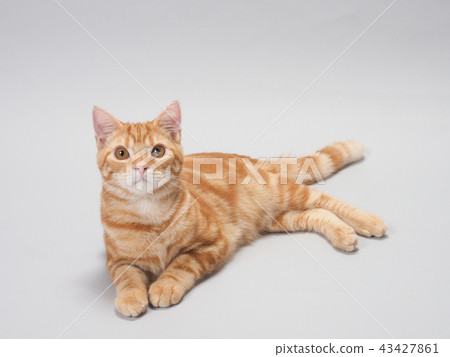 Sitting kitten 43427861