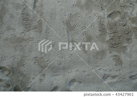 Gull Footprint 43427901