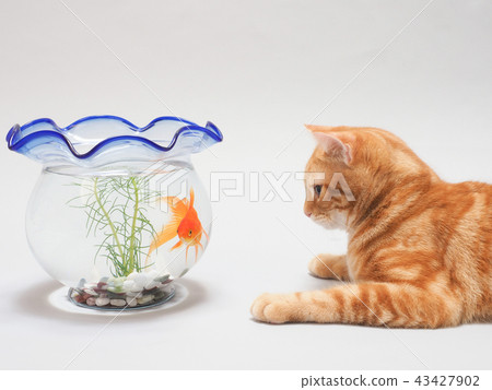 Little cat watching goldfish 43427902